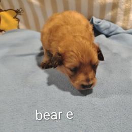 Male Full Blooded Pomeranian Ready for a Loving Home in Springfield, oh