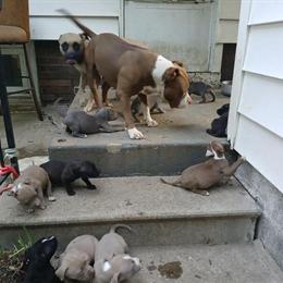 Pitbull Puppies Available Now in Peoria, il