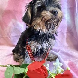 Adorable Female Morkie Puppy Available for Adoption in Oak Park, MI in Ferndale, mi