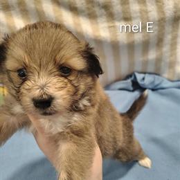 Male Full Blooded Pomeranian Ready for a Loving Home in Springfield, oh