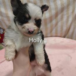 Pomeranian Female Ready for a Loving Home in Springfield, oh