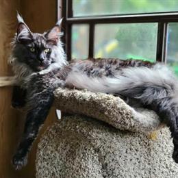European Maine Coon Kittens Available for Deposit in Elmira, ny