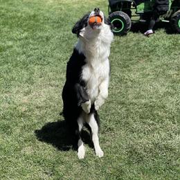 Border Collie Puppies Waitlist Open in Jackson, mi