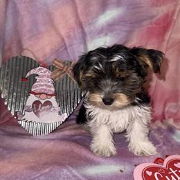 Handsome Male Parti-Morkie Puppy Ready for a New Home in Oak Park, MI in Ferndale, mi