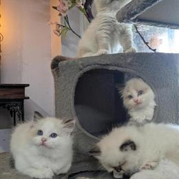 Tica Registered Ragdoll Kittens for Sale in Tampa, fl