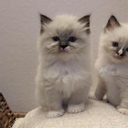 Purebred Ragdoll Kittens for Adoption in Tampa, fl