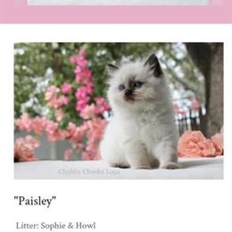 Purebred Ragdoll Kittens Ready for Adoption in Tampa, fl
