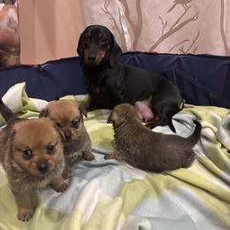 Dachshund Puppy Available in Grayslake, il
