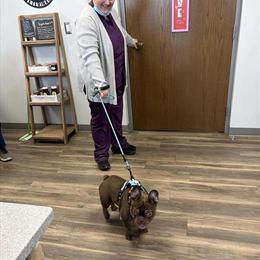 French Bulldog Puppies - AKC Registered, 10 Weeks Old in Lynchburg, va