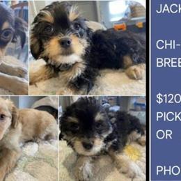 Chi-Poo Puppies for Sale in Long Island or Brooklyn - $1300 Each in Brooklyn, ny
