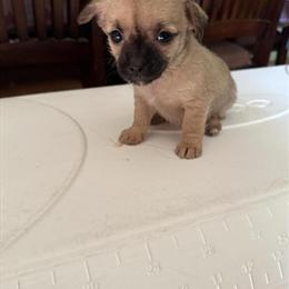 Shih Tzu Chihuahua Mix Puppies Available in Sanford, nc