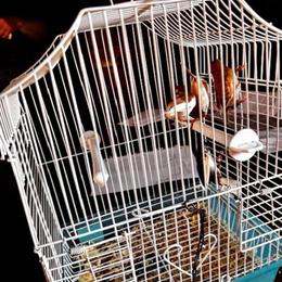 Society Finches for Sale - Just Weaned in Midland, mi