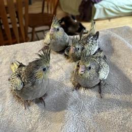 Cockatiels Ready for New Homes in Midland, mi