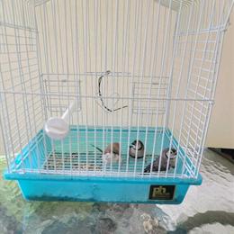 Owl Finches for Sale - Normal and Cinnamon in Midland, mi