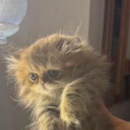 Persian Chinchilla Female Kitten for Adoption in Darien, il