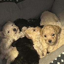 Poodle Puppies Available - Ready in 3 Weeks in Greensboro, nc