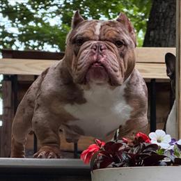 Exotic Chocolate Merle Bully Stud Available in NJ - Proven Producer in Vernon, nj