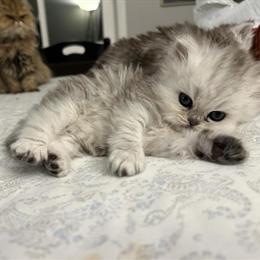 Persian Chinchilla Kitten in Silver White Available in Darien, il