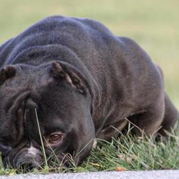 American Bully from Rochester, NY - TBC COJACK (The Miagi Son) in Rochester, ny