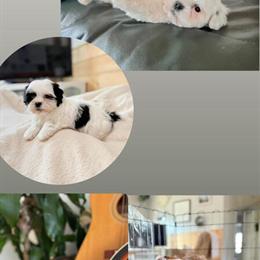 Shichon Teddy Bears Ready for Adoption in Johnson City, tn