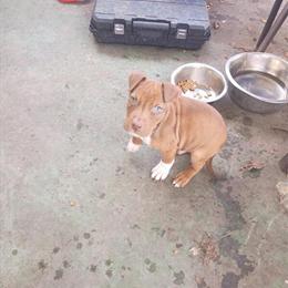 Pit Bull Puppies Available in Lincoln Park, mi