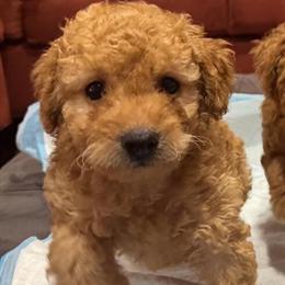 Red Toy Poodles Available - 6 Weeks Old, Ready in 2 Weeks in Houston, tx