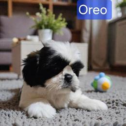 Shih Tzu Puppies Ready for Loving Homes in Canyon Country, ca
