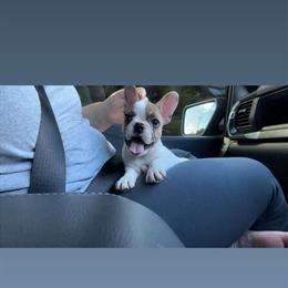 Female French Bulldog Puppy Available in Lenoir City, tn