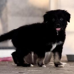 German Aussies - 4 Puppies Available in Mascotte, fl