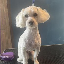 Miniature Poodle Needs a Good Home in Warren, in