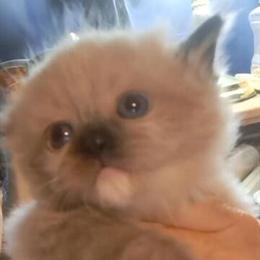 Purebred Mink Ragdoll Kitten Available in Niles, oh