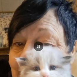 Purebred Mink Ragdoll Kitten Available in Niles, oh