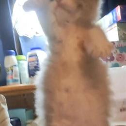 Purebred Mink Ragdoll Kitten Available in Niles, oh