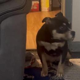 American Pocket Bully Female, 6 Months Old, Seeking Forever Home in Detroit, mi