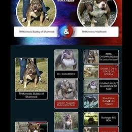 American Pocket Bully Female, 6 Months Old, Looking for Forever Home in Detroit, mi