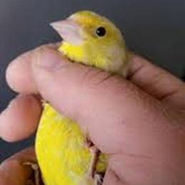 European Greenfinch Agate for Sale in Pottstown, pa