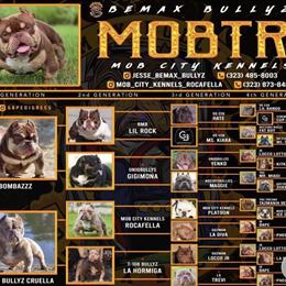 American Bully - 4 Month Old Female Available in Long Beach, ca