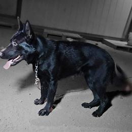 DDR Black German Shepherd Female - 10 Months Old in Seattle, wa