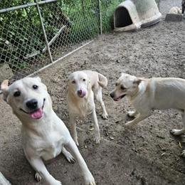 Champagne Labrador Retriever Available in Gobles, mi