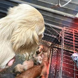 Mini Longhaired Dachshund Puppies Available in Gobles, mi
