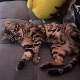 Bengal Male Kitten Ready for Christmas in Augusta, ga