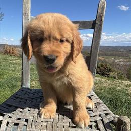 Male Golden Retriever Puppy Available in Greeneville, tn