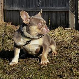 Female French Bulldog Available in Akron, oh