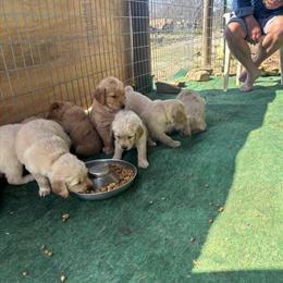 Golden Retriever Puppies Available for Adoption in Fort Worth, tx