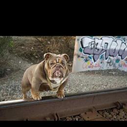 Bulldog Breed Dog Show in Canton, Ohio on 3/21/26 in Akron, oh