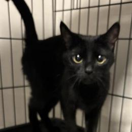 Rehoming Female Cat Mittens - 2 Years Old in Avon, oh