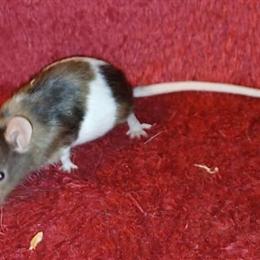 Fancy Mice Available in Unique Colors - Hairless, Angora, and More in Warren, mi