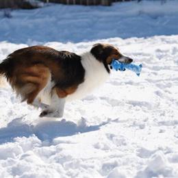 Collie Puppy Available in Michigan in Big Rapids, mi