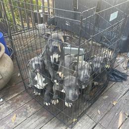 Blue Pit Bull Puppies for Adoption in Belleview, fl