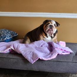 American Bully Blue Stud Available in Atlanta, ga